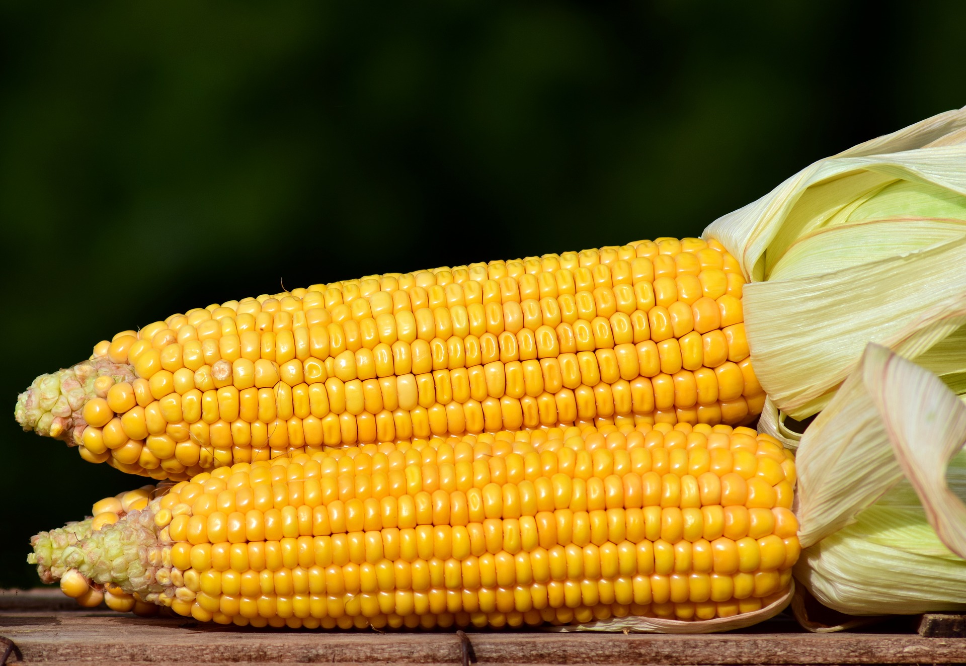 yellow corn