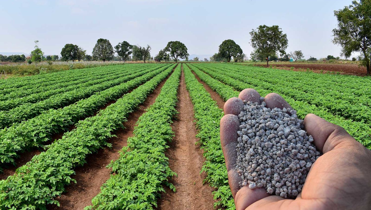 granular fertilizer