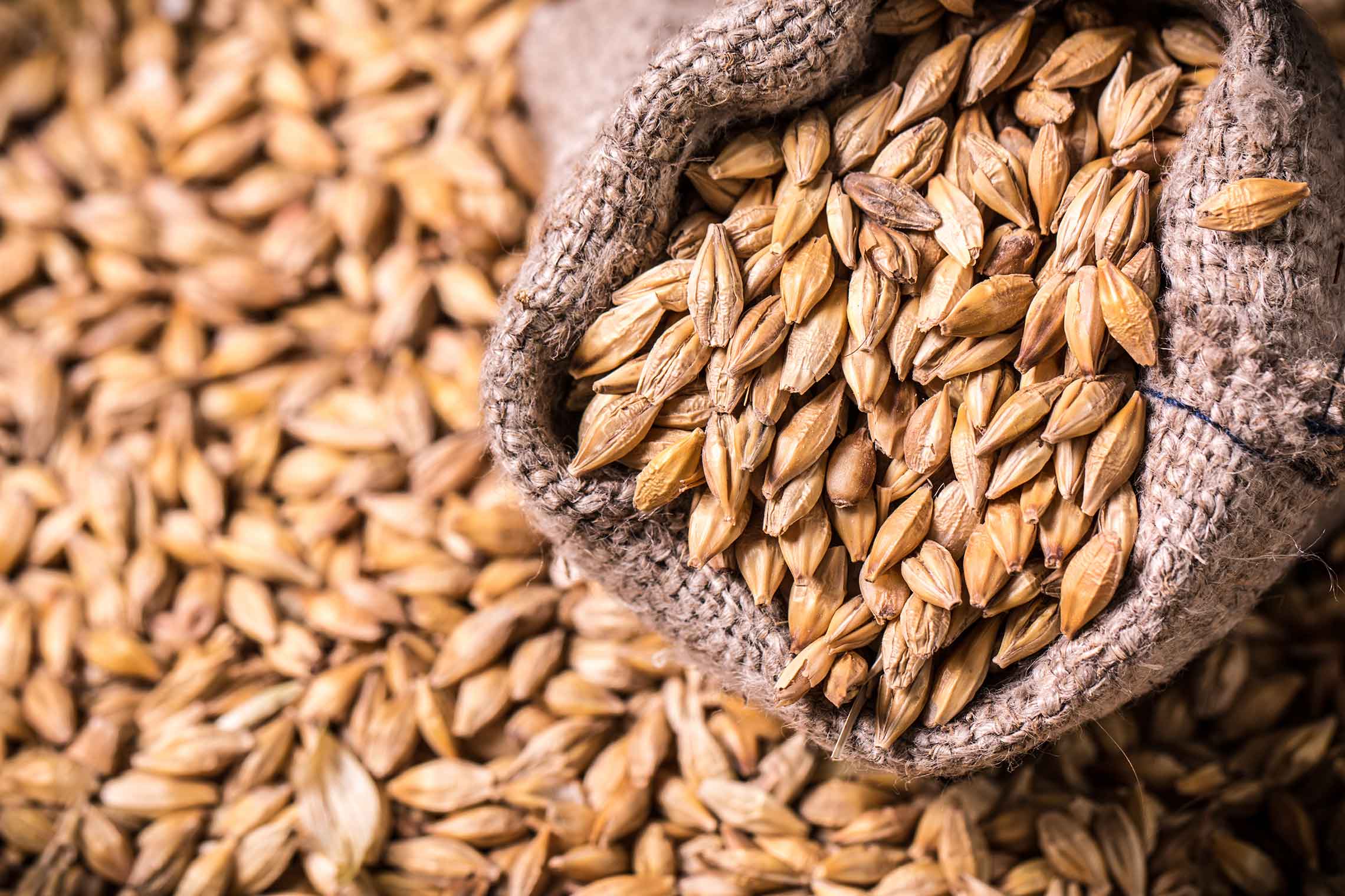 barley