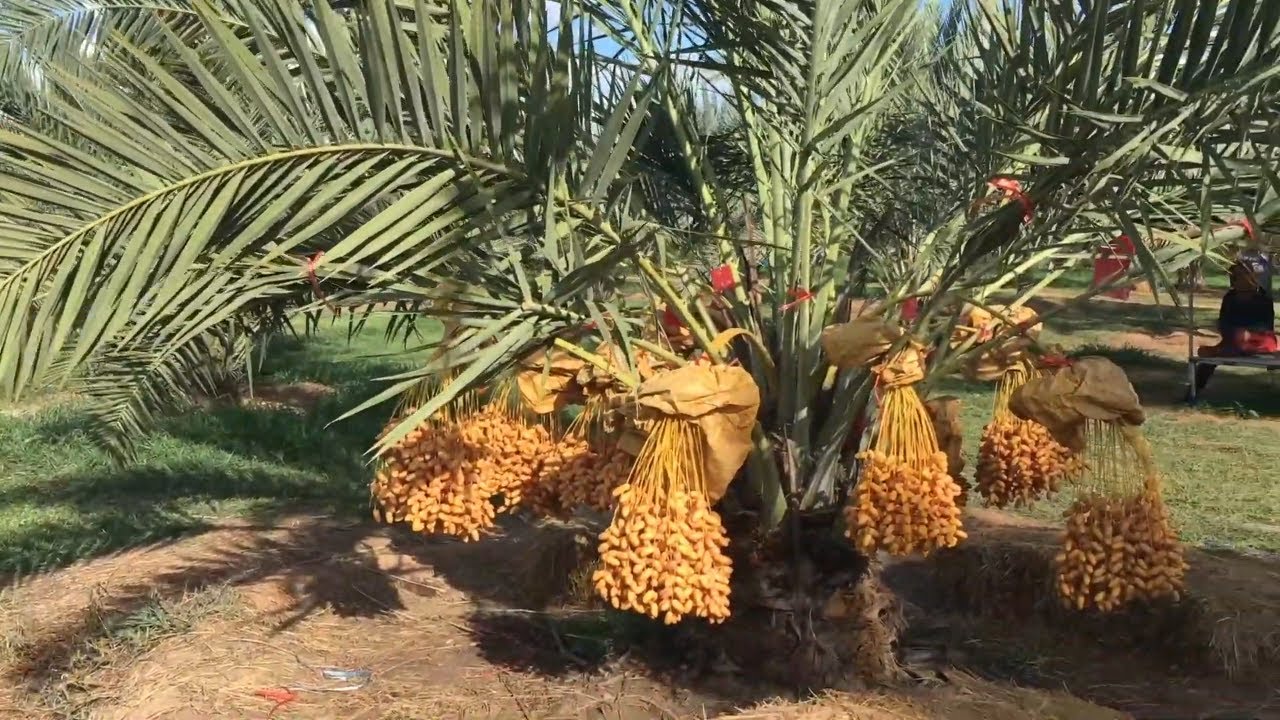 أعمال النخيل