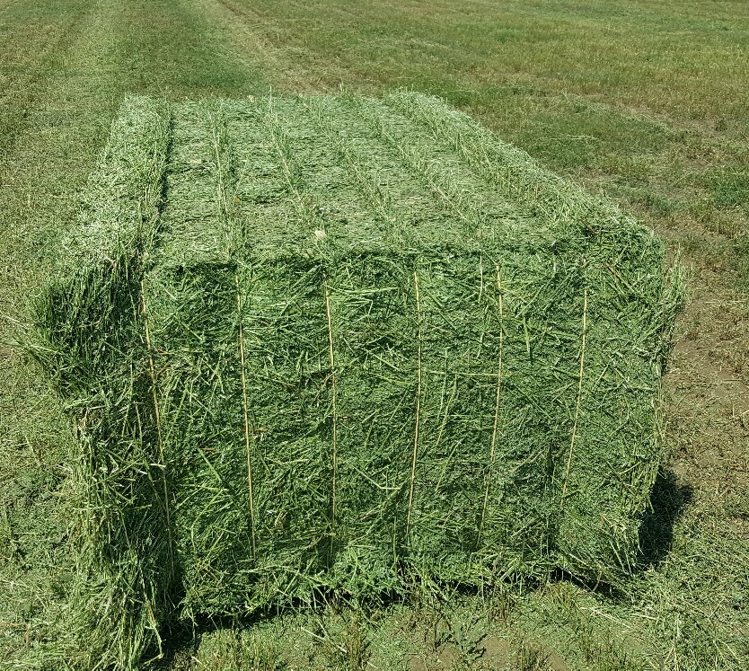 alfalfa