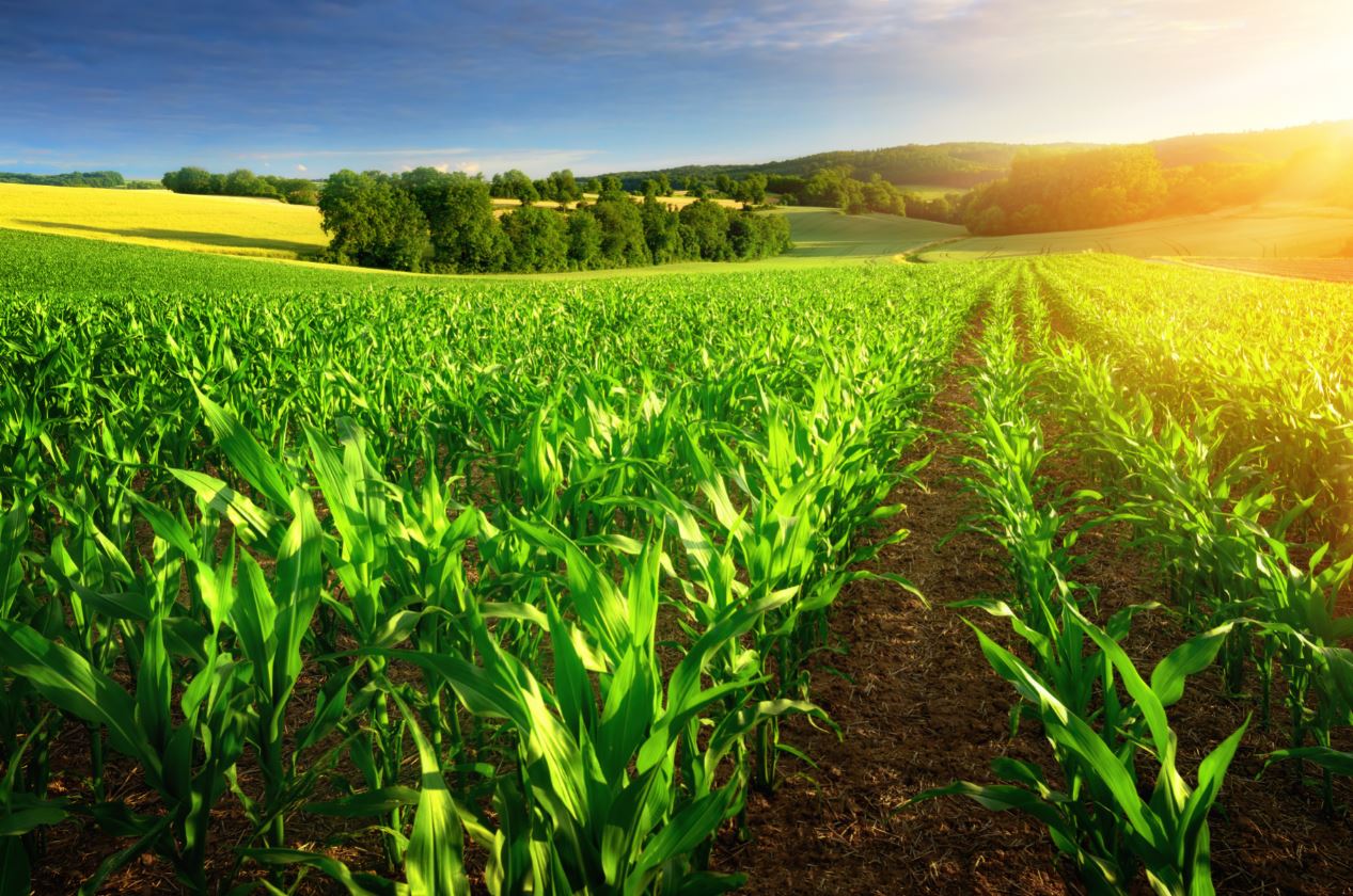cause of land degradation