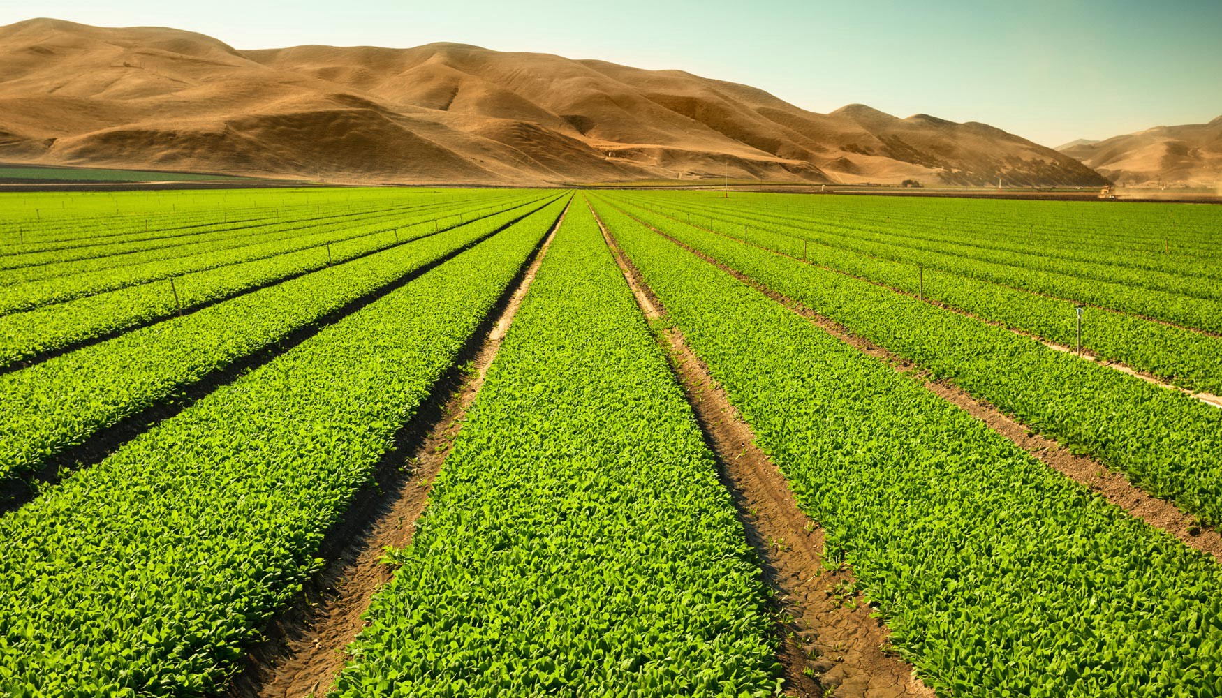 Agriculture